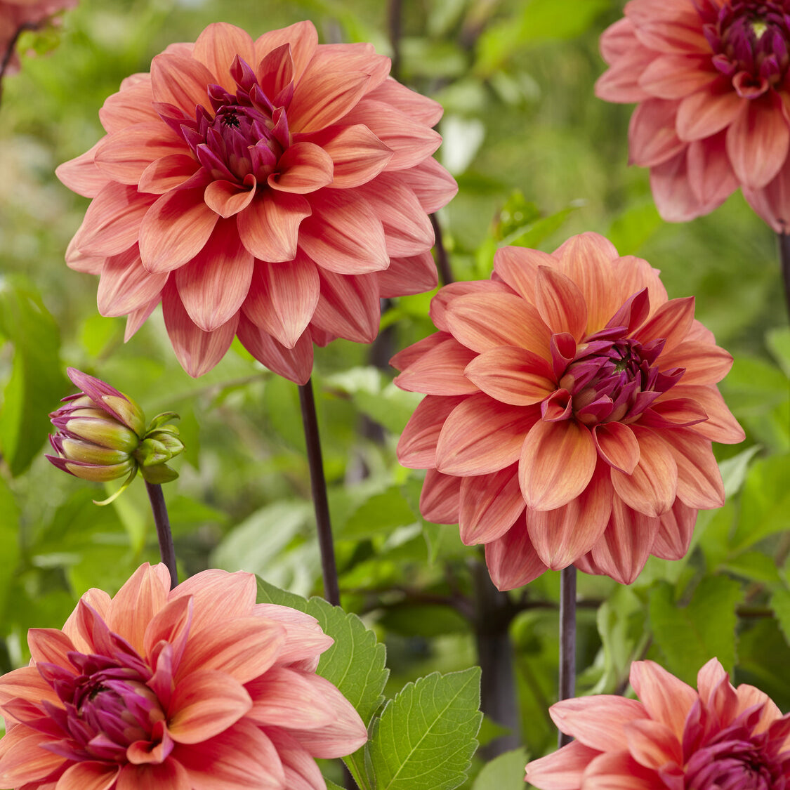 Dahlia American Dawn - Decoratieve dahlia 'American Dawn' (x3) - Dahlia