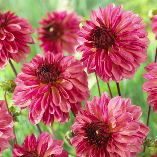 Decoratieve dahlia ’Baccardi' (x3) - Bakker