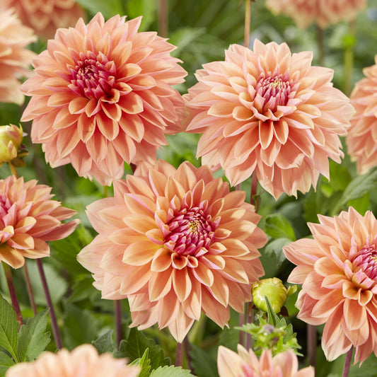 Dahlia 'Kick off' - Bakker
