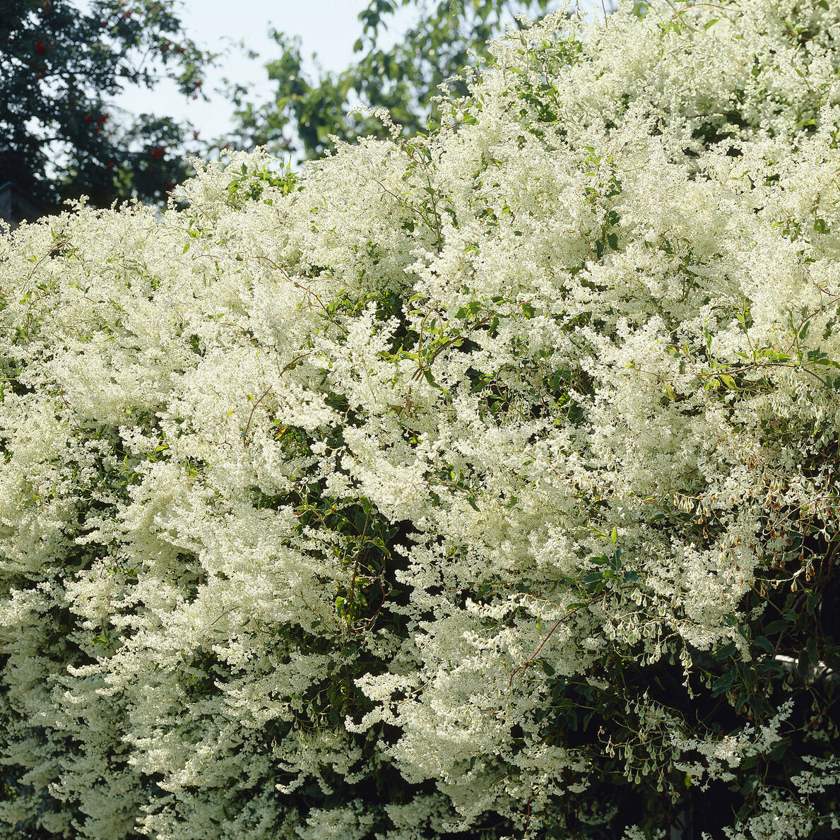 Fallopia Aubertii / Bruidssluier - Fallopia aubertii