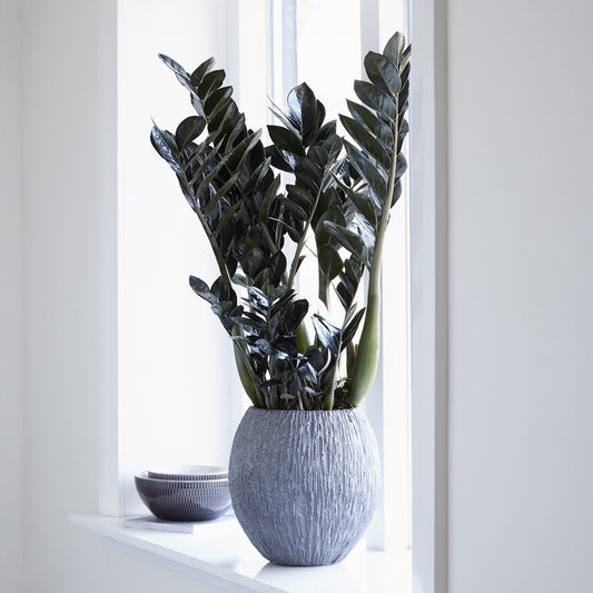 Zamioculcas 'Raven' - Bakker