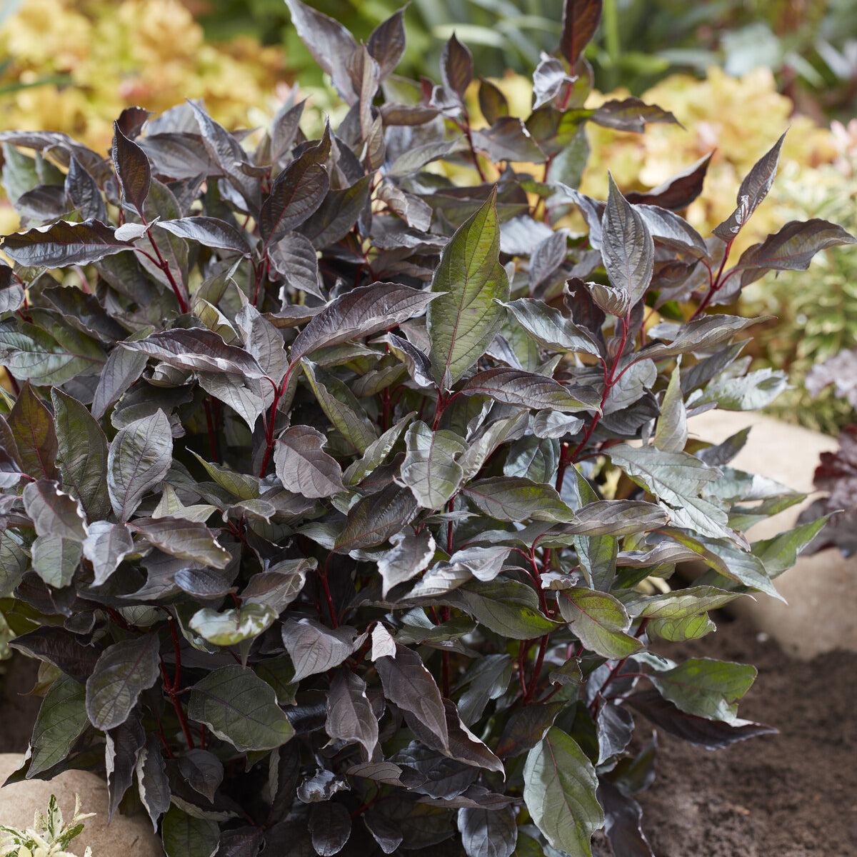 Kornoelje Nightfall® - Cornus alba Nightfall® - Bakker