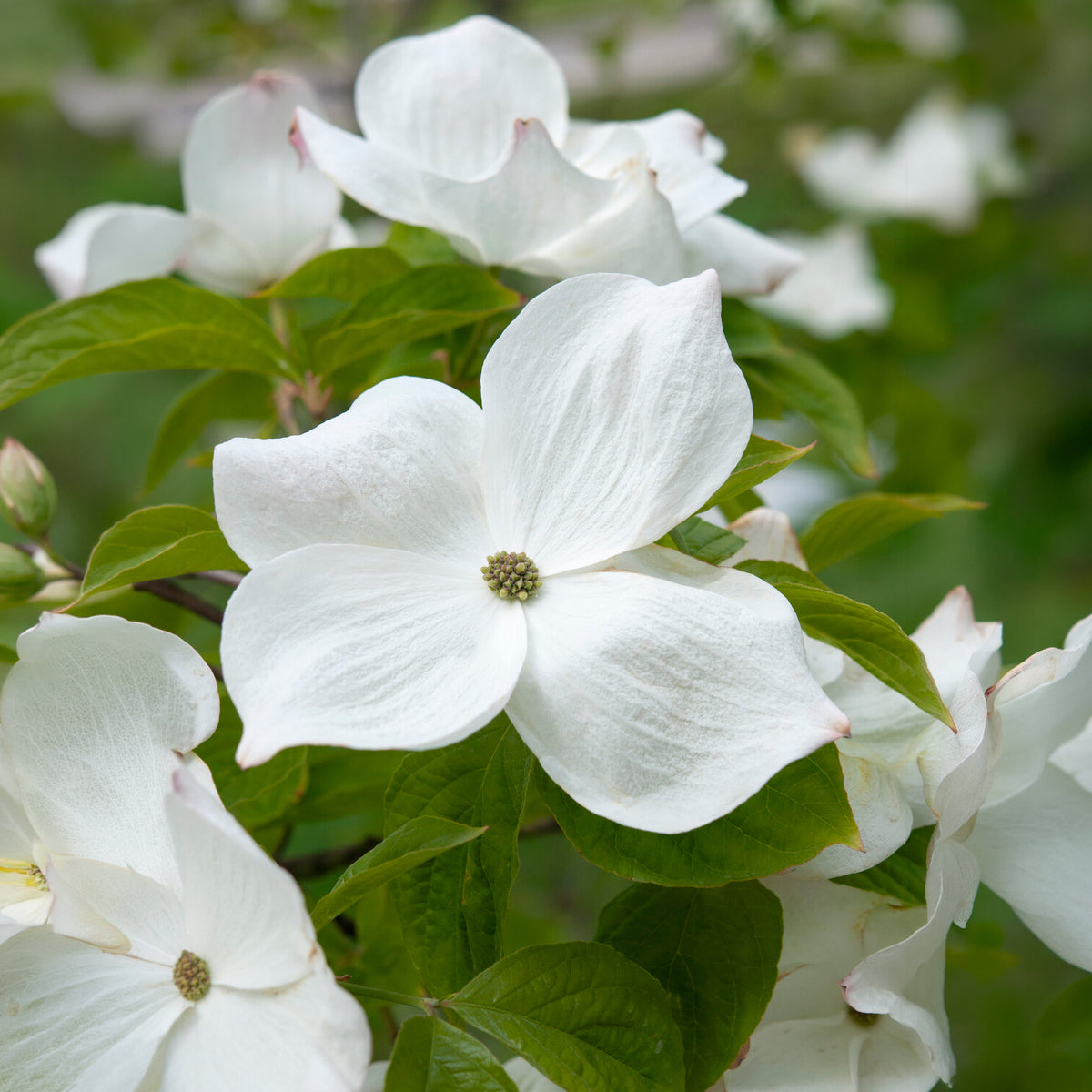 Amerikaanse kornoelje - Cornus florida - Bakker