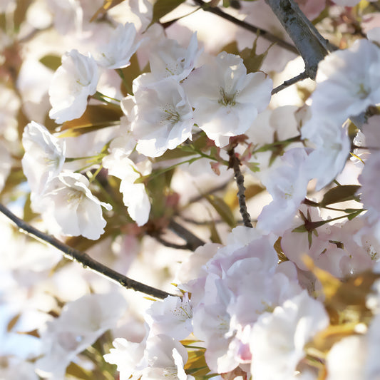 Japanse sierkers 'Sunset Boulevard' - Bakker