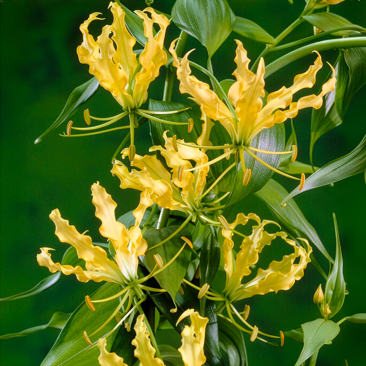 Gloriosa Lutea / Klimlelie - Bakker