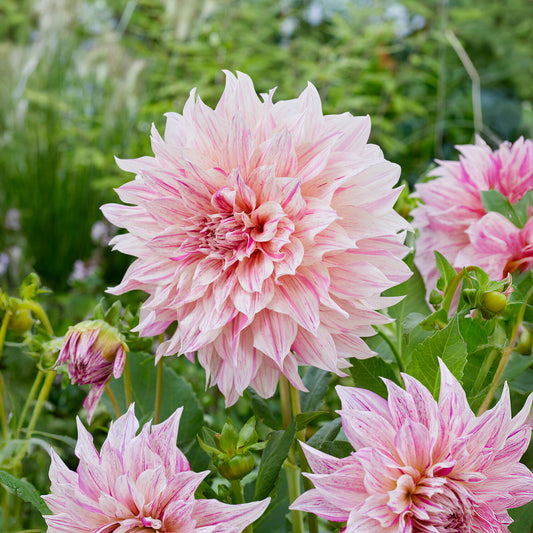 Grootbloemige dahlia Café au Lait Twist - Bakker