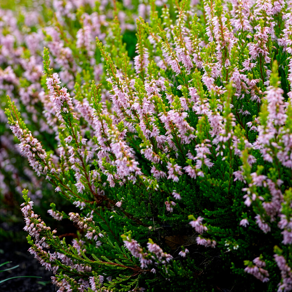 Verkoop Struikheide Winter Chocolate - Calluna vulgaris Winter Chocolate