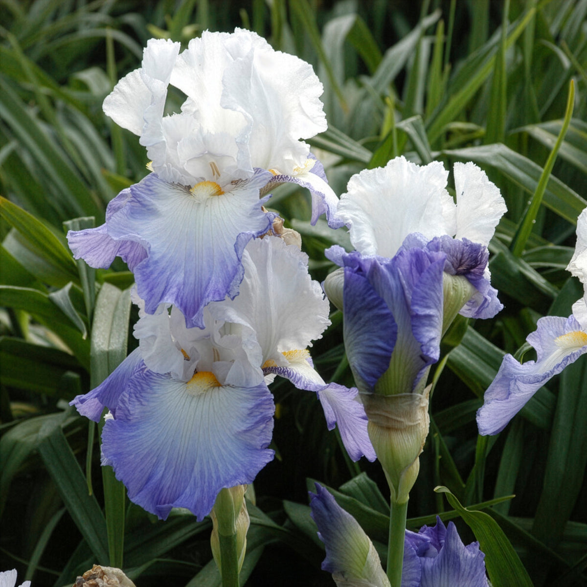 Iris germanica Alizés - Baardiris Alizés - Iris germanica - Duitse iris