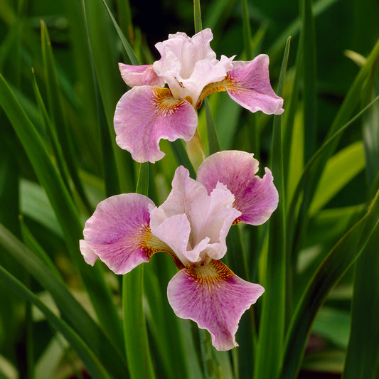 Siberische lis Dance Ballerina Dance - Bakker