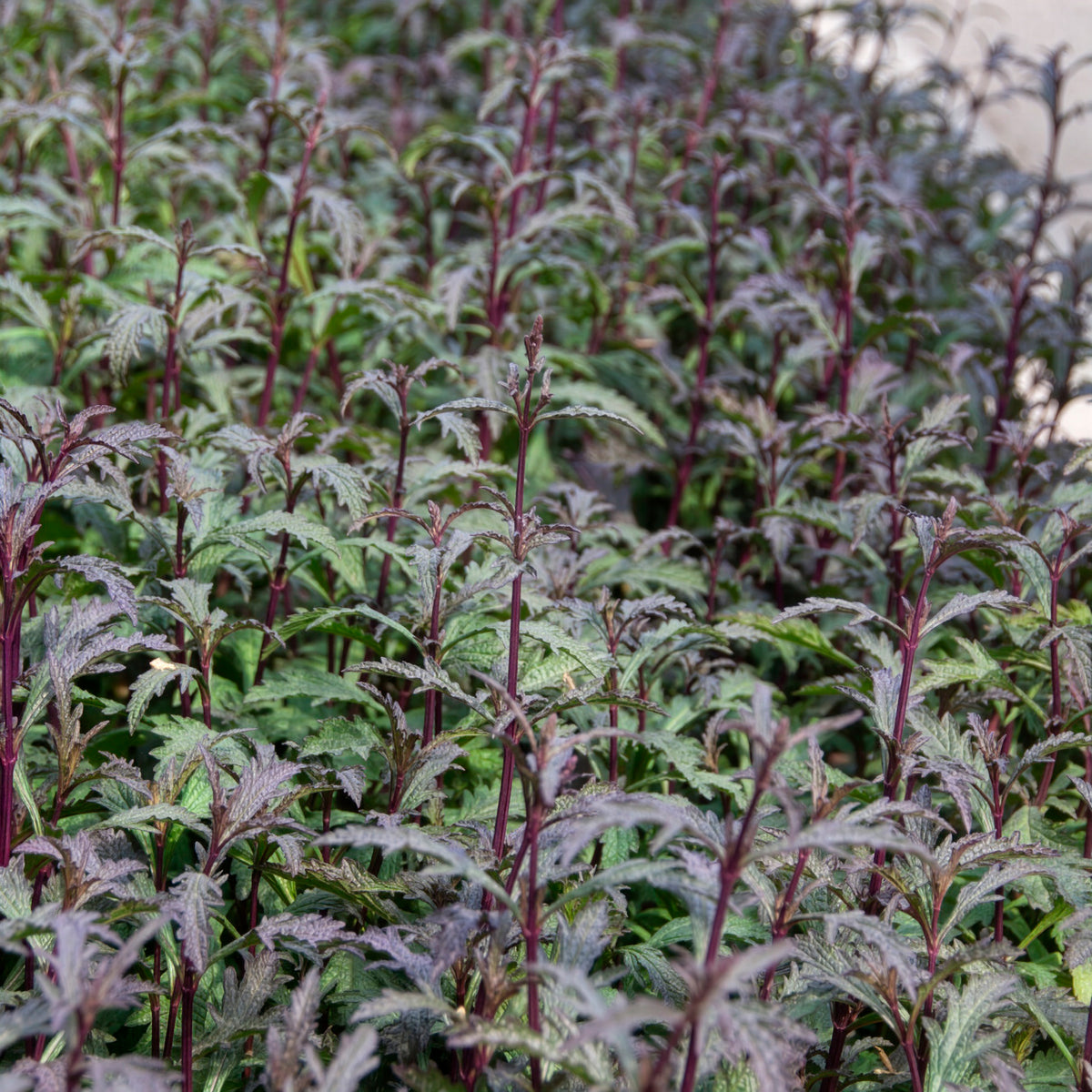 Verbena officinalis Bampton - Ijzerhard Bampton - Ijzerhard