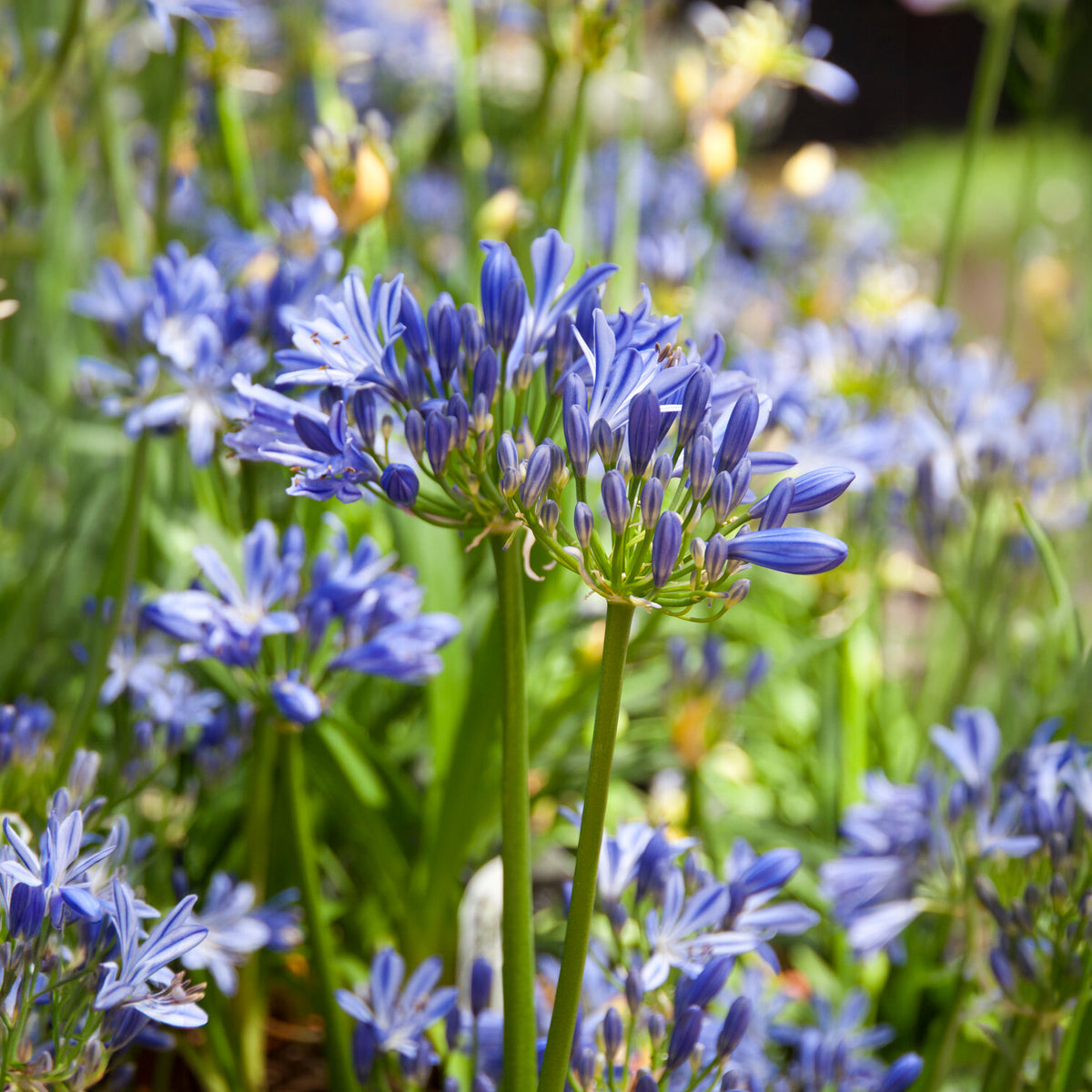 Afrikaanse lelie Charlotte - Agapanthus Charlotte - Bakker