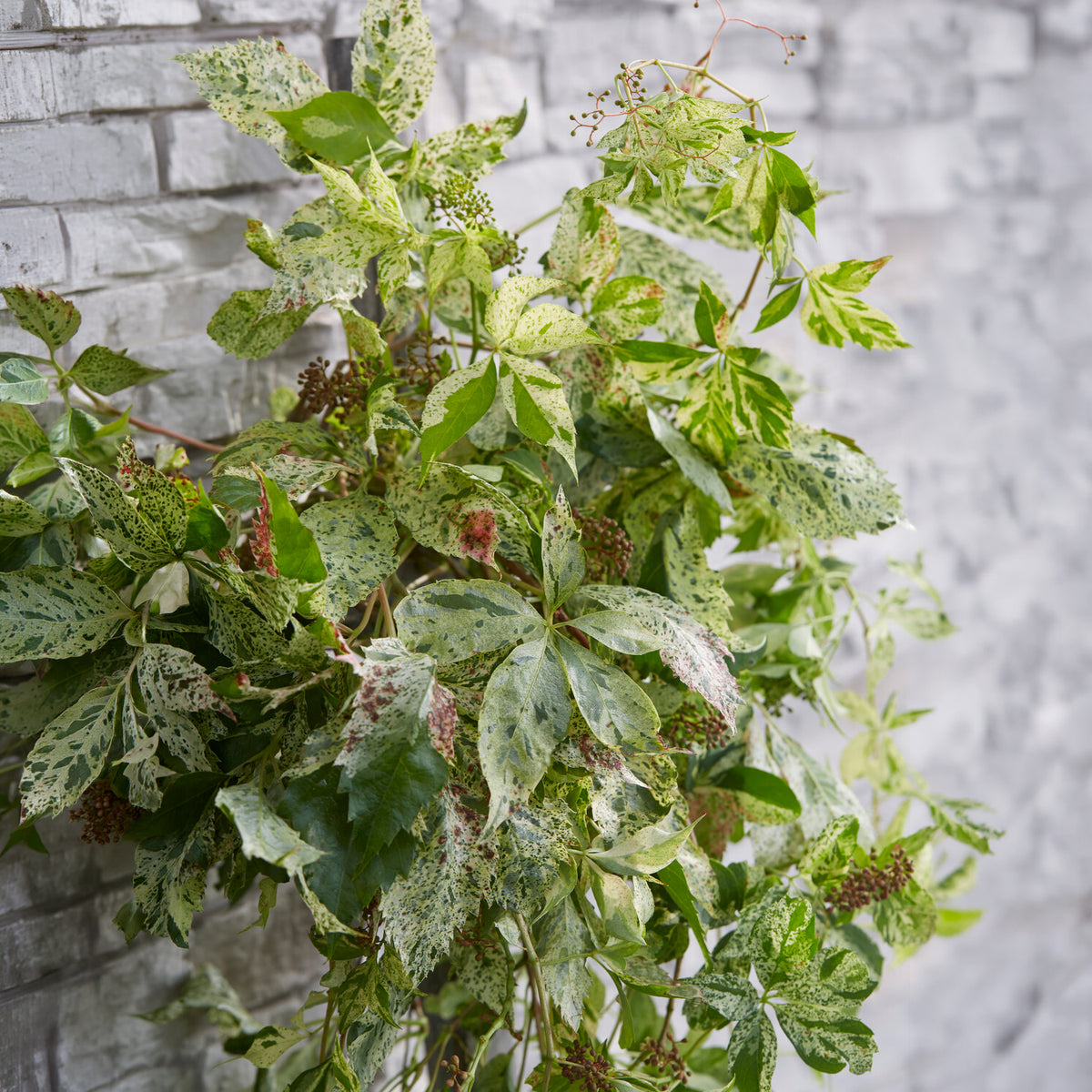Wilde Wingerd Monham Star shower® - Bakker