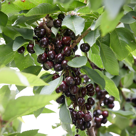 Kersenboom Regina - Bakker