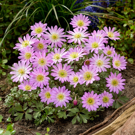 Oosterse Anemoon Pink Star - Bakker