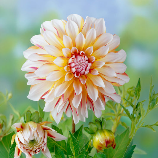 Dahlia Caribbean Fantasy - Bakker