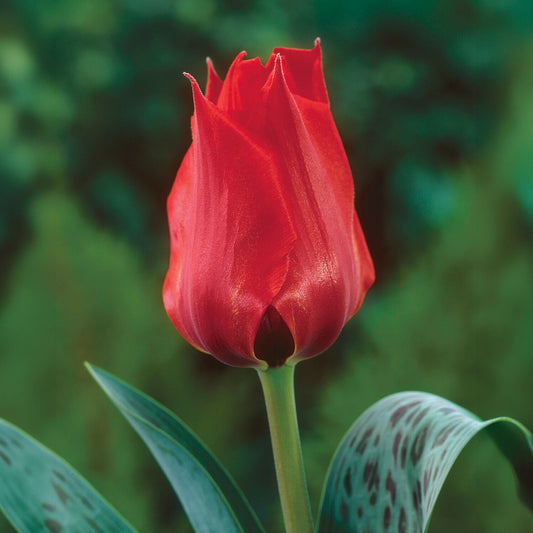 Botanische tulp Julius Caecar - Bakker