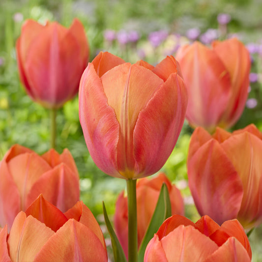 Darwintulp Apricot van Eijk - Bakker