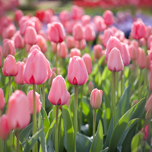 Tulp Pink Impression - Bakker