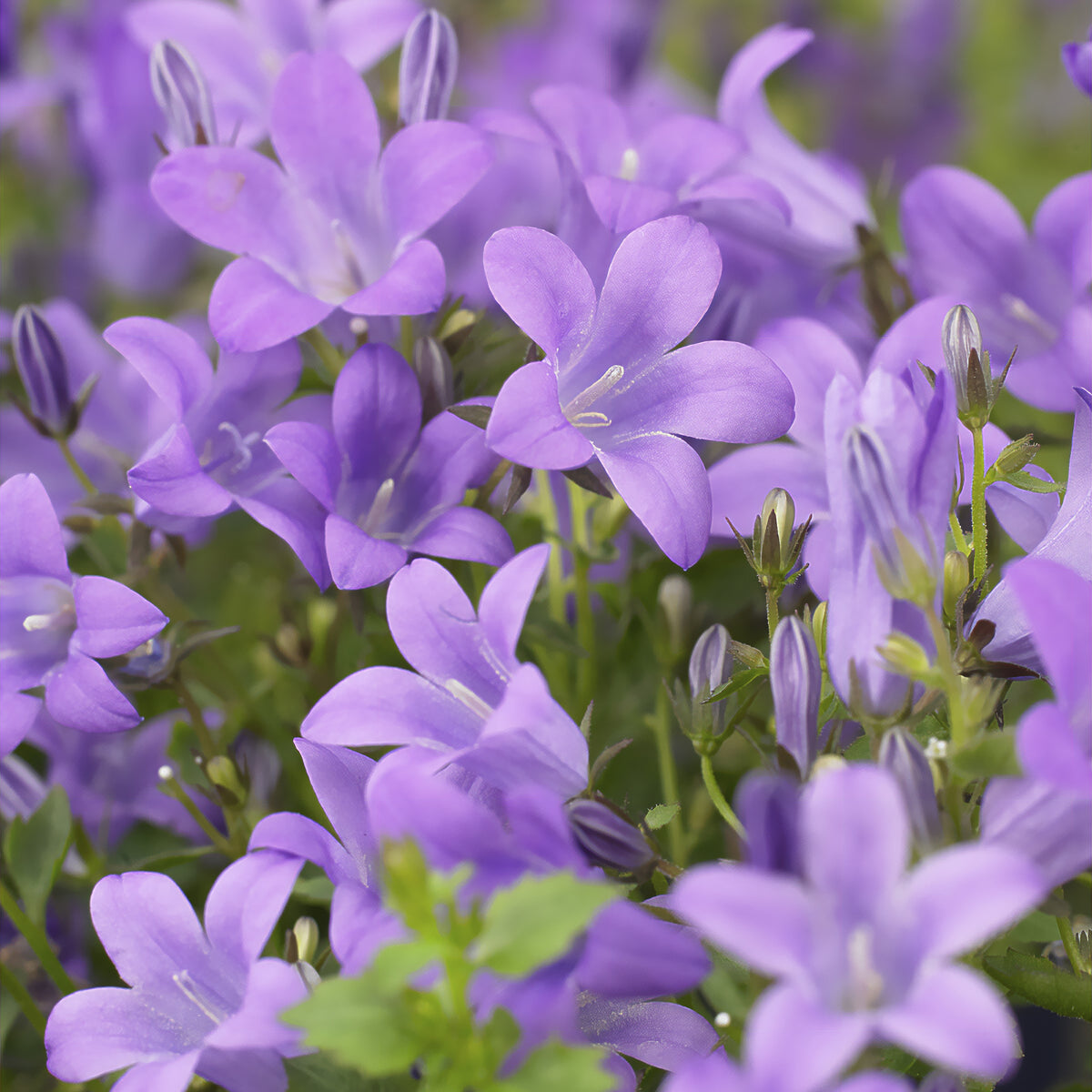 Klokjesbloem - Muurtklokje - Campanula portenschlagiana