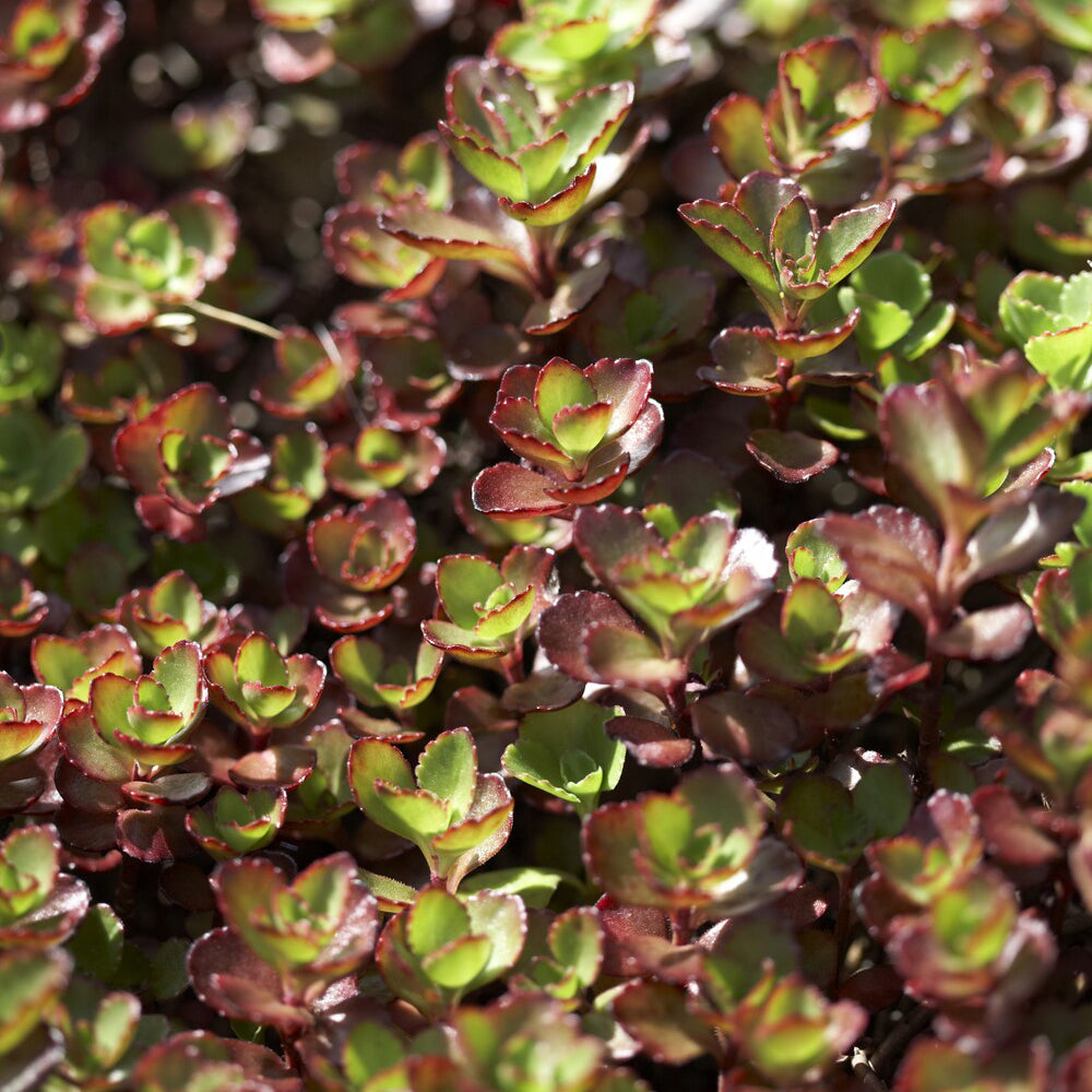 Bodembedekkers - Rode muurpeper 'Schorbuser Blut' - Sedum spurium Schorbuser Blut
