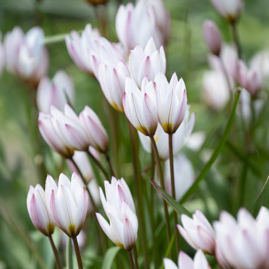 10 Botanische tulpen Hilde - Bakker