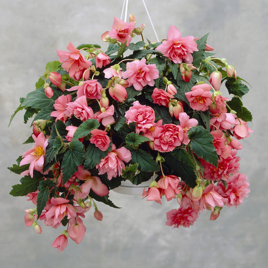Roze hangbegonia - Bakker