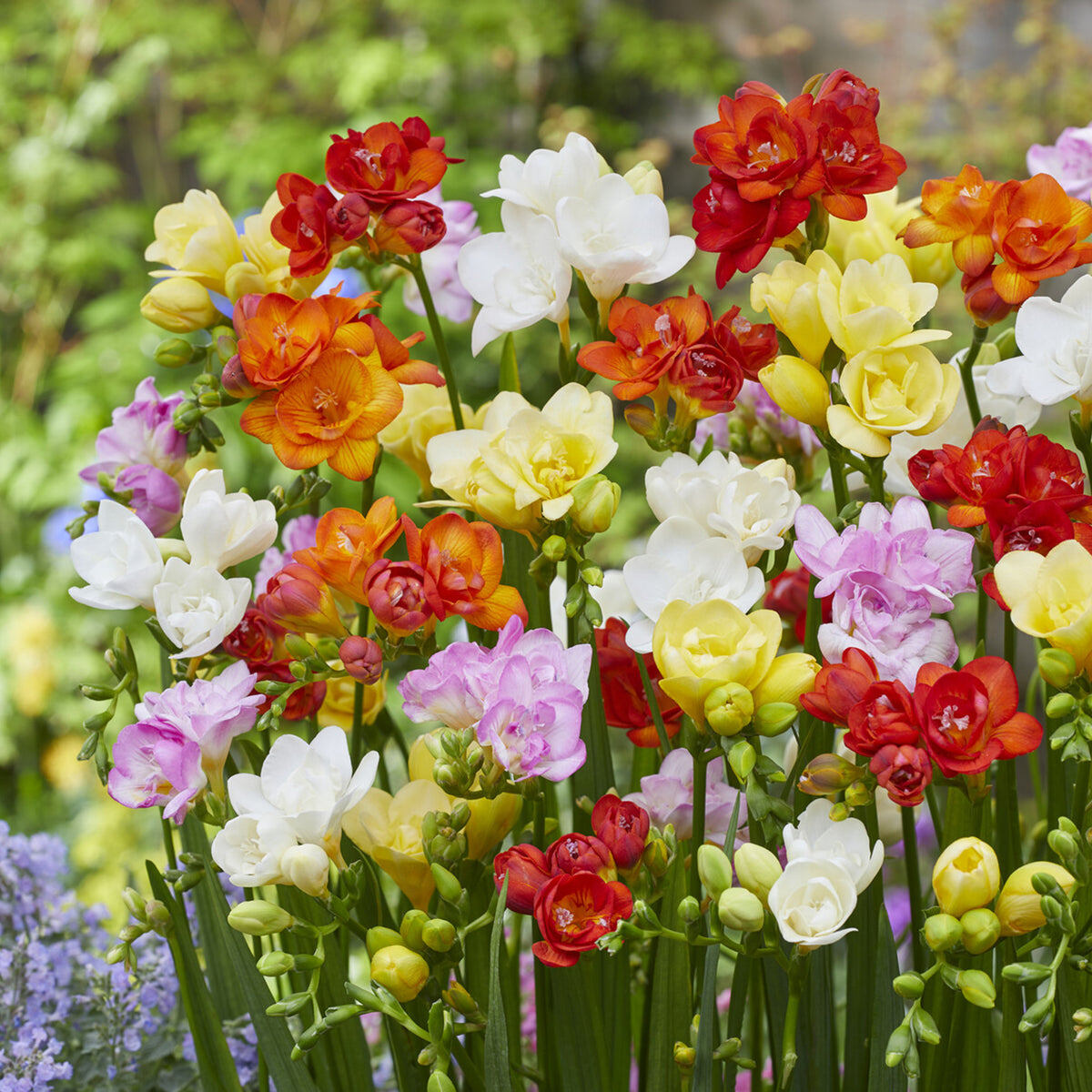 Dubbelbloemige Freesia Mix (x25) - Freesia - Bakker
