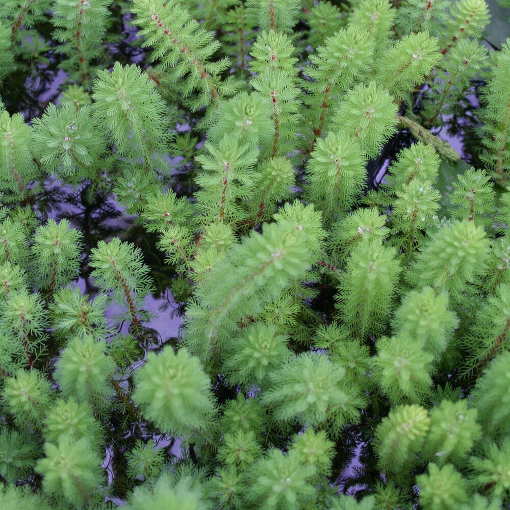 Rode klaverblad - Myriophyllum rubricaule Red Stem - Bakker