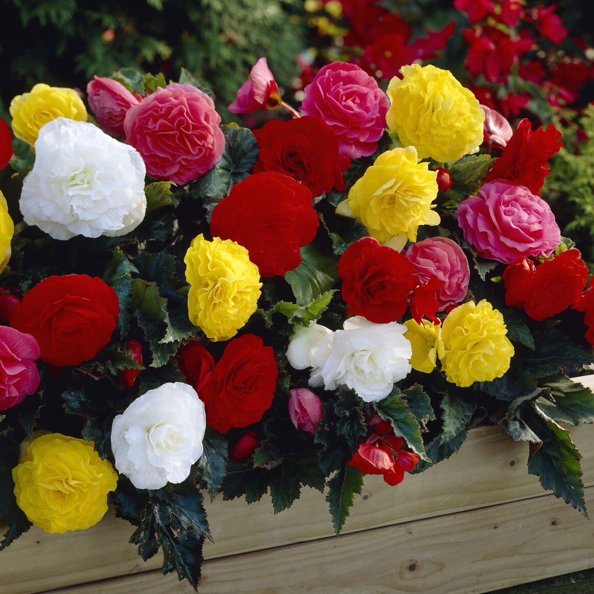 Begonia Non Stop Mocca - Bakker