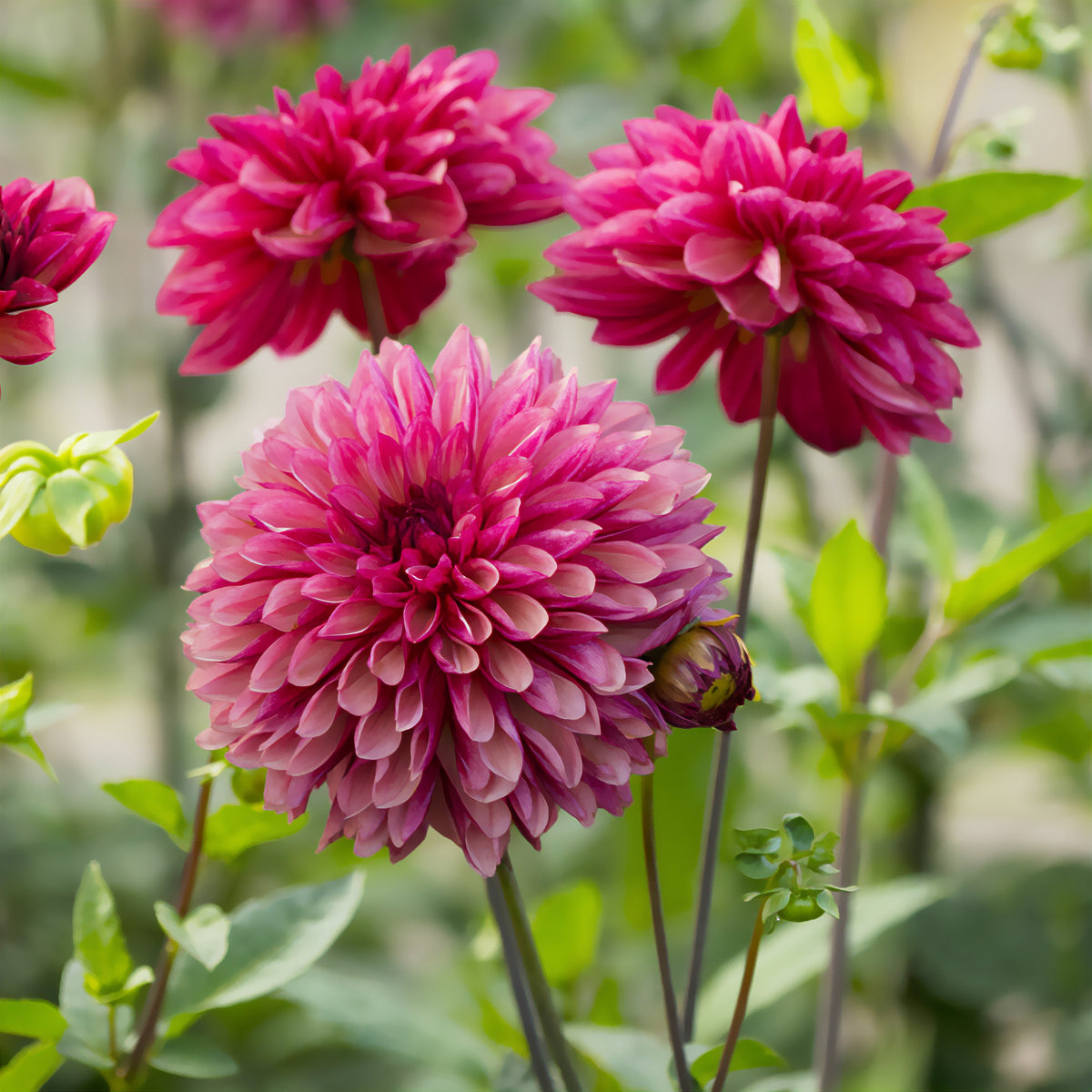 Decoratieve dahlia ’Baccardi' (x3) - Dahlia Bacardi - Bakker