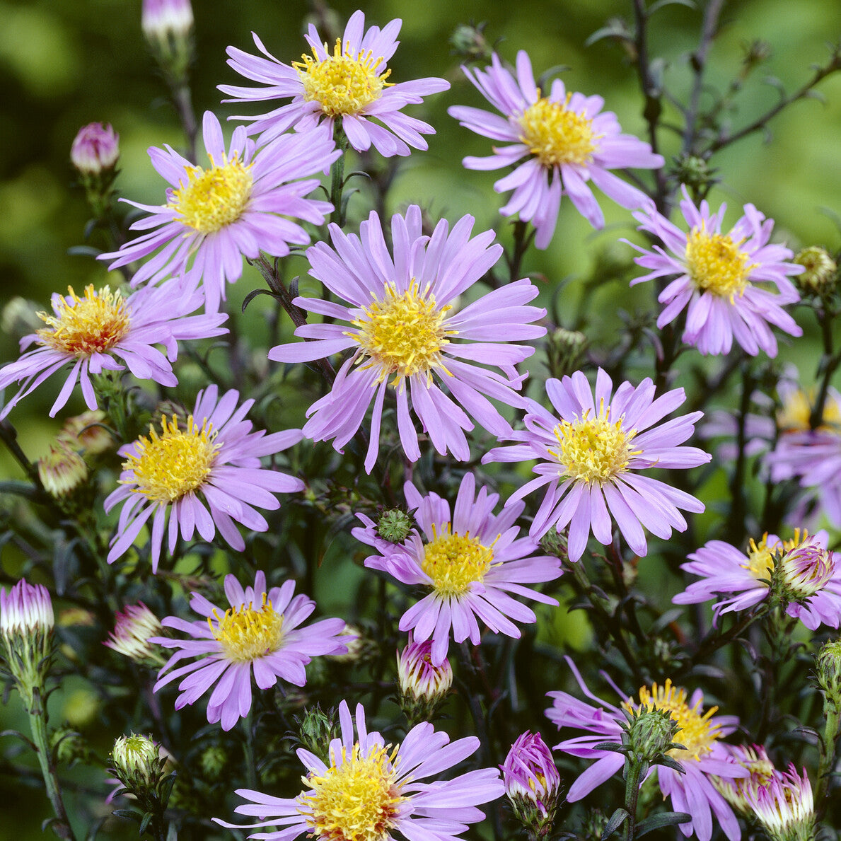 Gladde Aster - Aster laevis calliope - Bakker