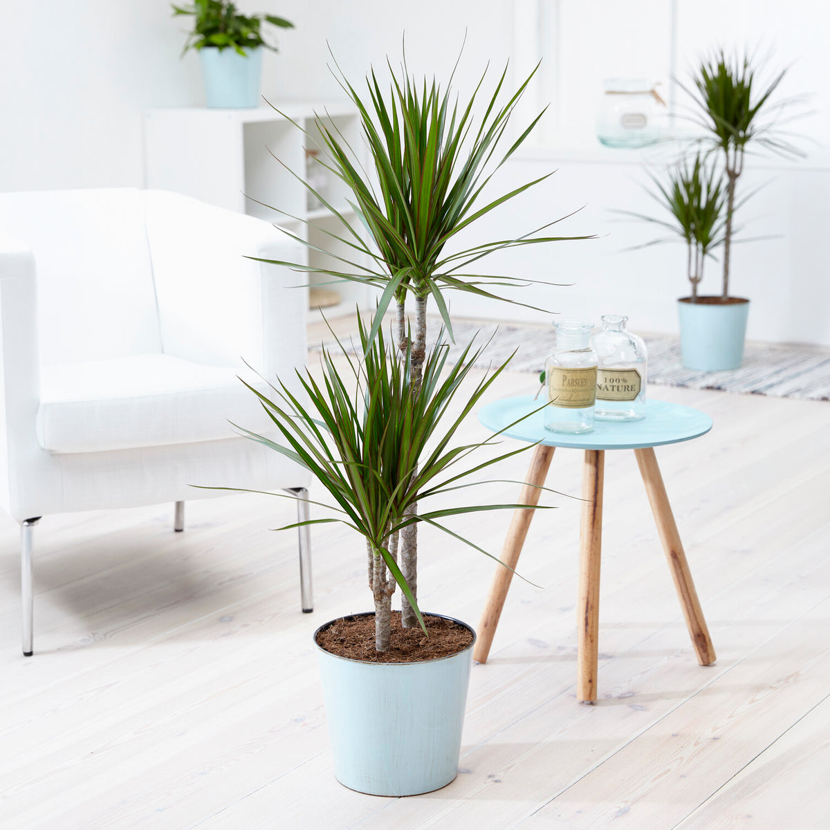 Drakenbloedboom - Dracaena marginata - Bakker