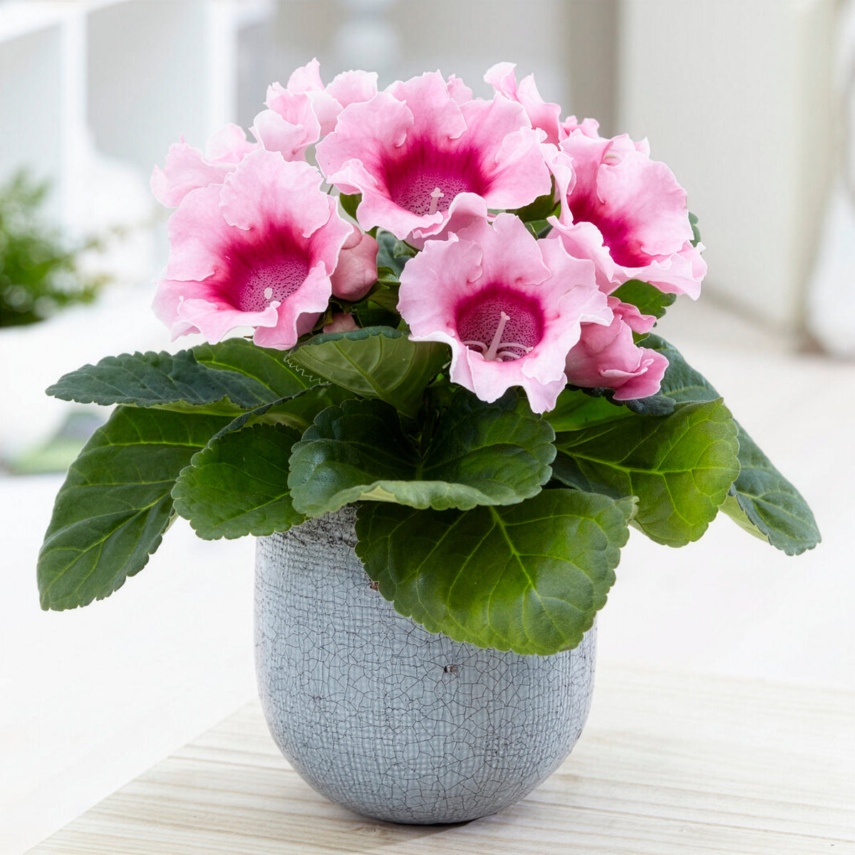 Gloxinia Sinningia speciosa Roze