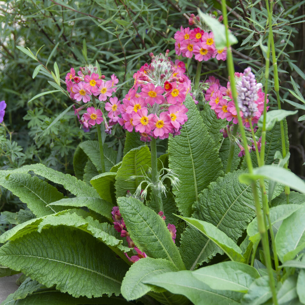 Roze sleutelbloem - Primula rosea grandiflora - Bakker