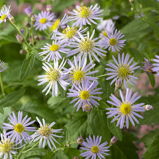 Herfstaster 'Asran' - Bakker