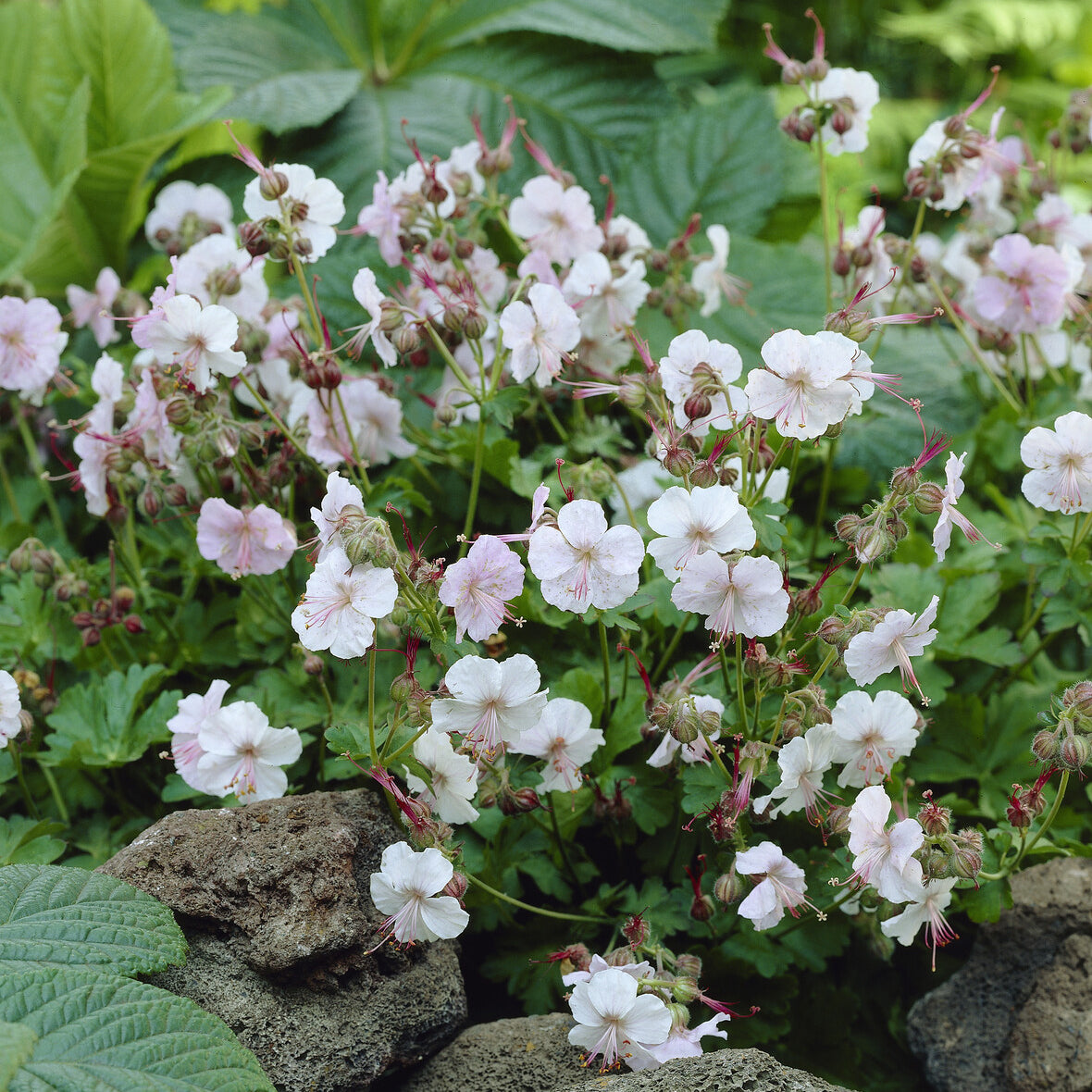 Geranium cantabrigiense Biokovo - Geranium 'Biokovo' - Geraniums