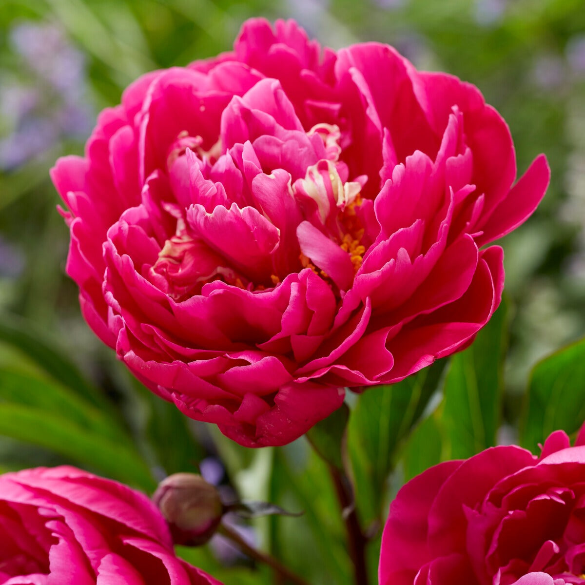Pioenroos 'Karl Rosenfield' - Paeonia lactiflora Karl Rosenfield - Bakker
