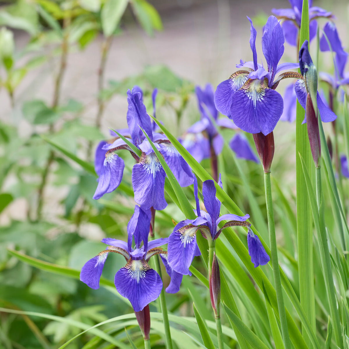 Siberische iris - Bakker