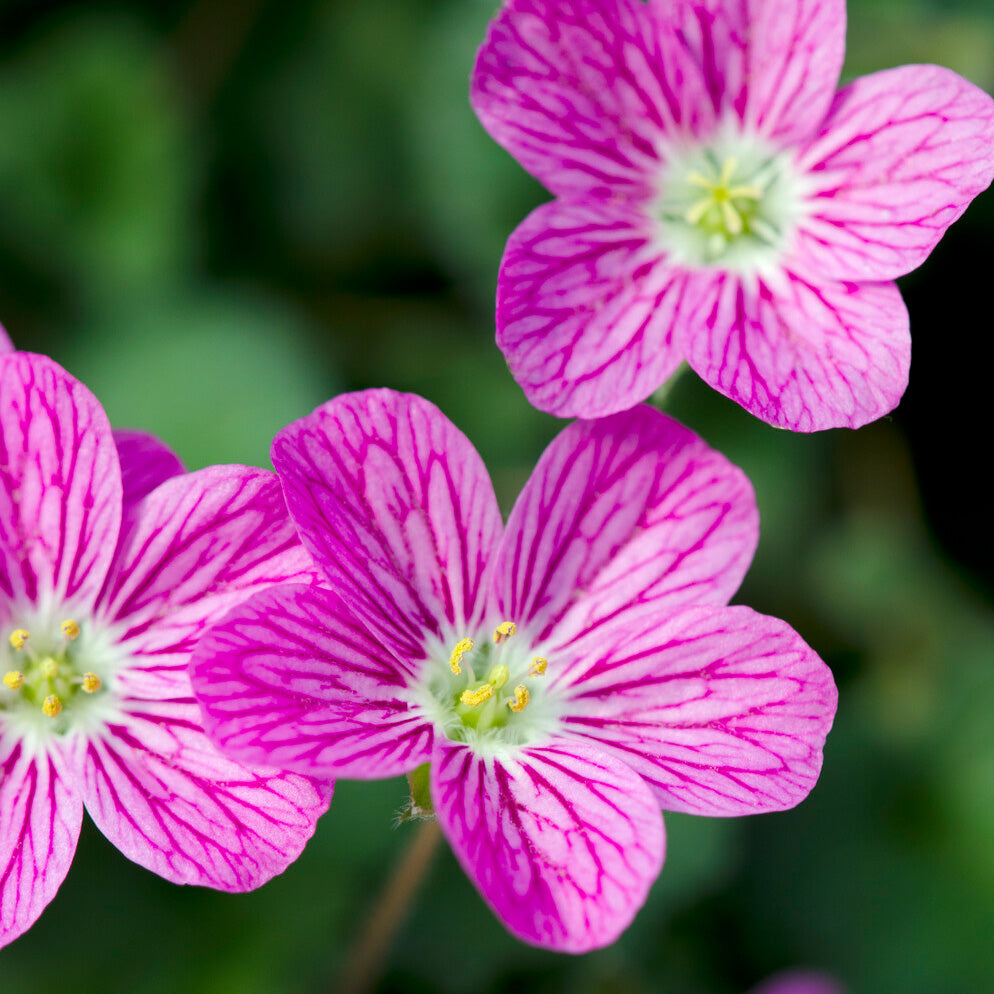Reigersbek 'Bishopsform' - Erodium variabile Bishop's Form - Bakker