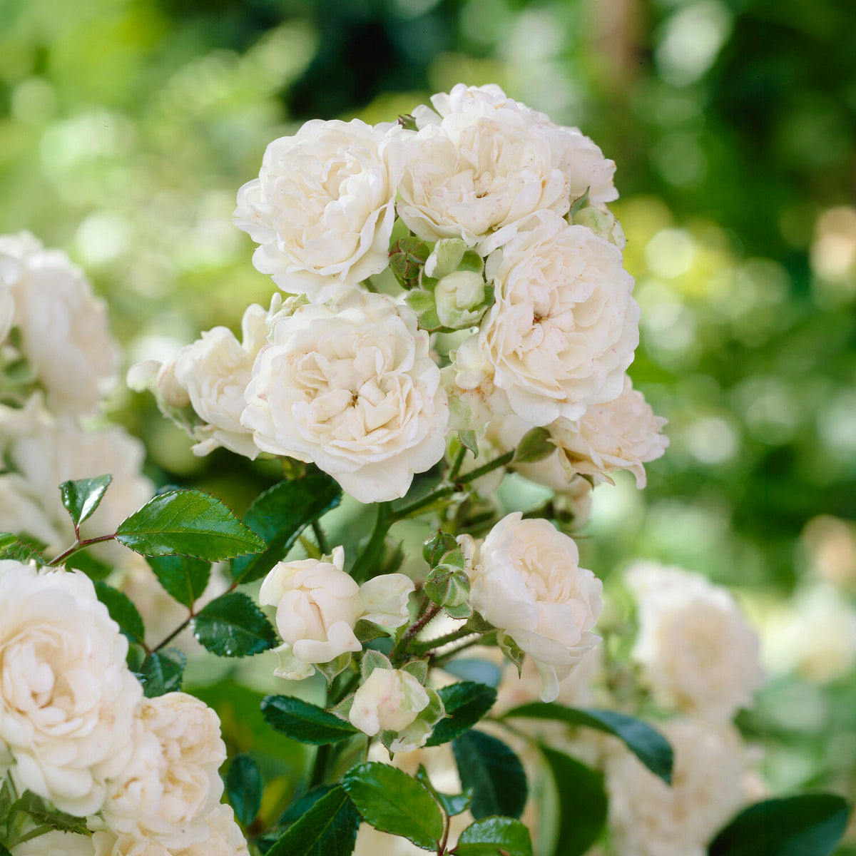Roos 'Crystal Fairy' - Rosa crystal fairy ® - Bakker