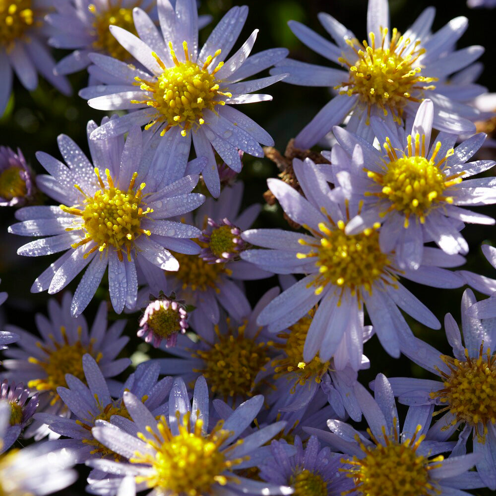 Aster - Herfstaster 'Stardust' - Aster ageratoides Stardust