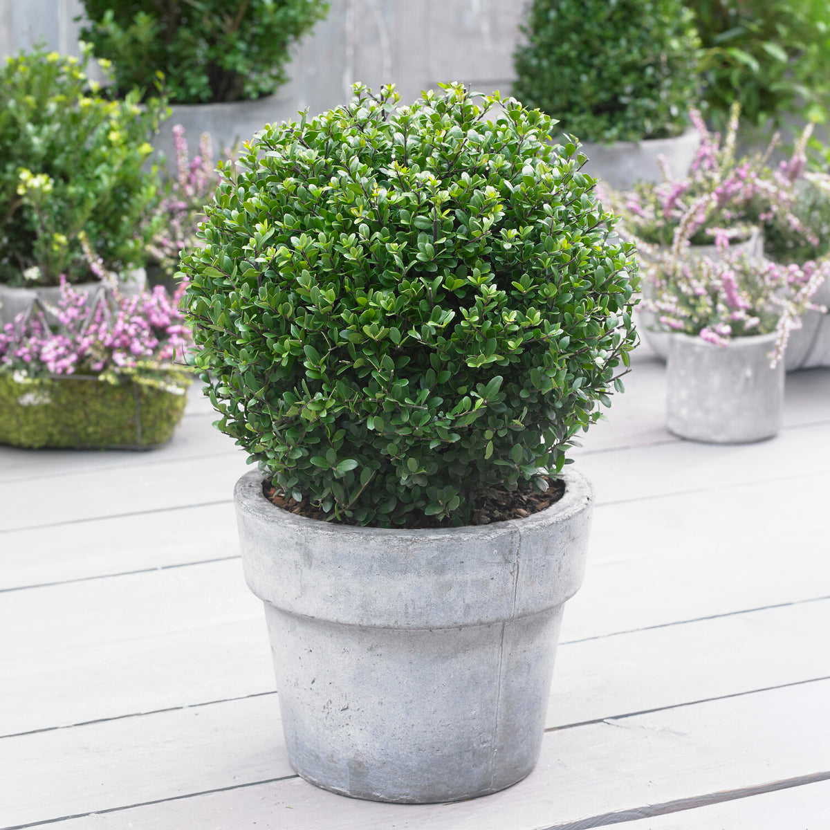 Japanse hulst 'Dark Green'®