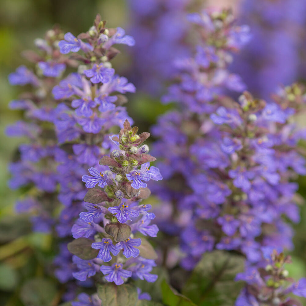 Verkoop Kruipend zenegroen 'Atropurpurea' - Ajuga reptans Atropurpurea