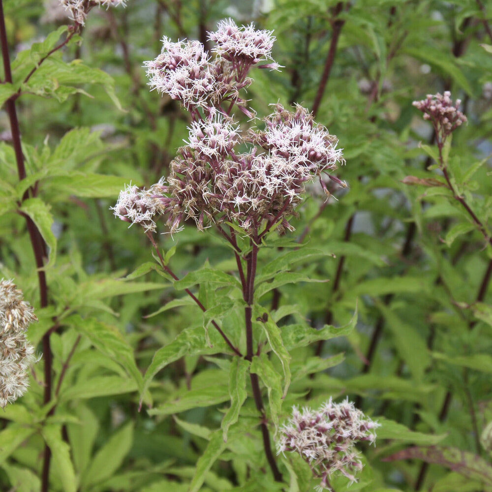 Koninginnekruid - Eupatorium cannabinum - Bakker