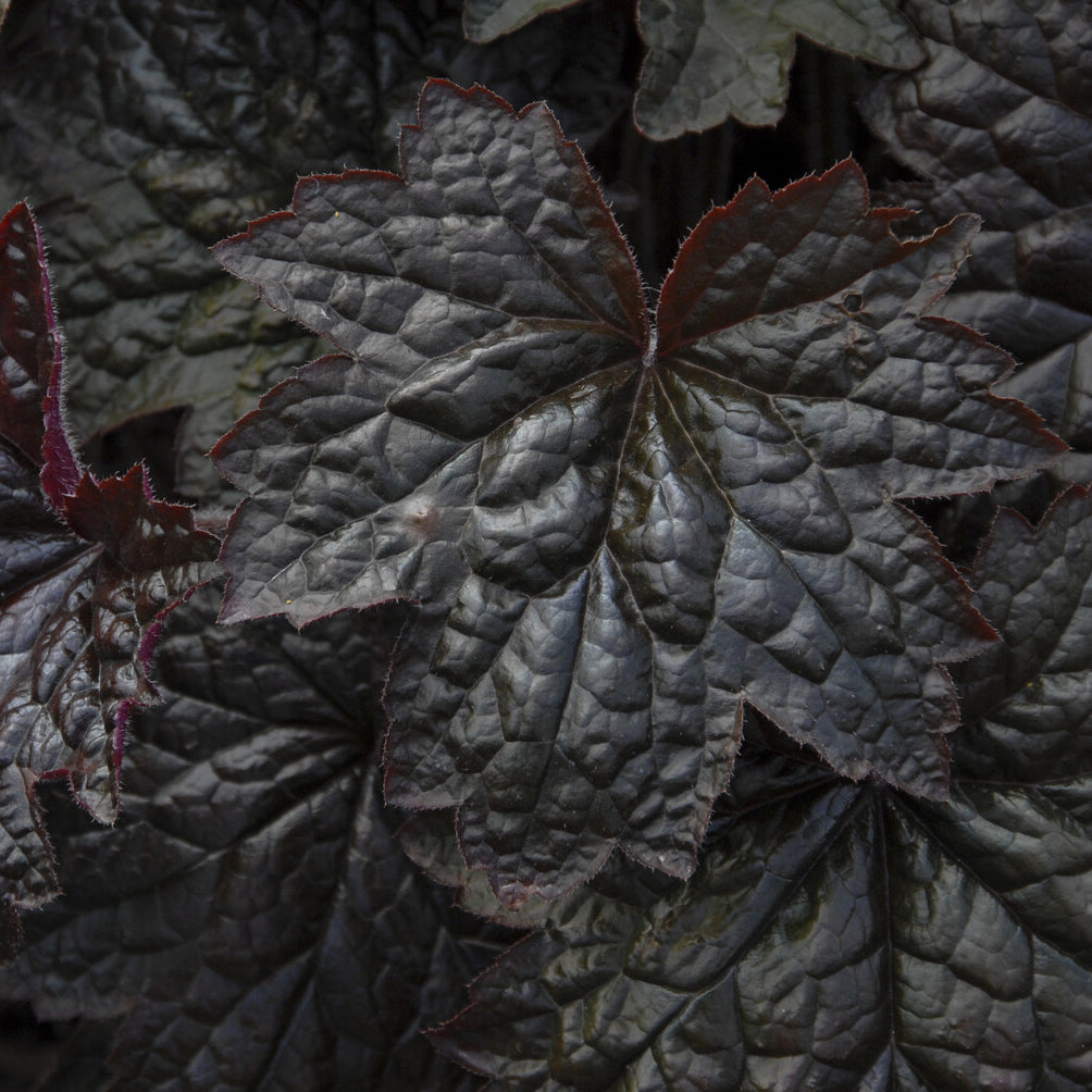 Purperklokjes 'Palace Purple' - Heuchera micrantha Palace Purple - Bakker