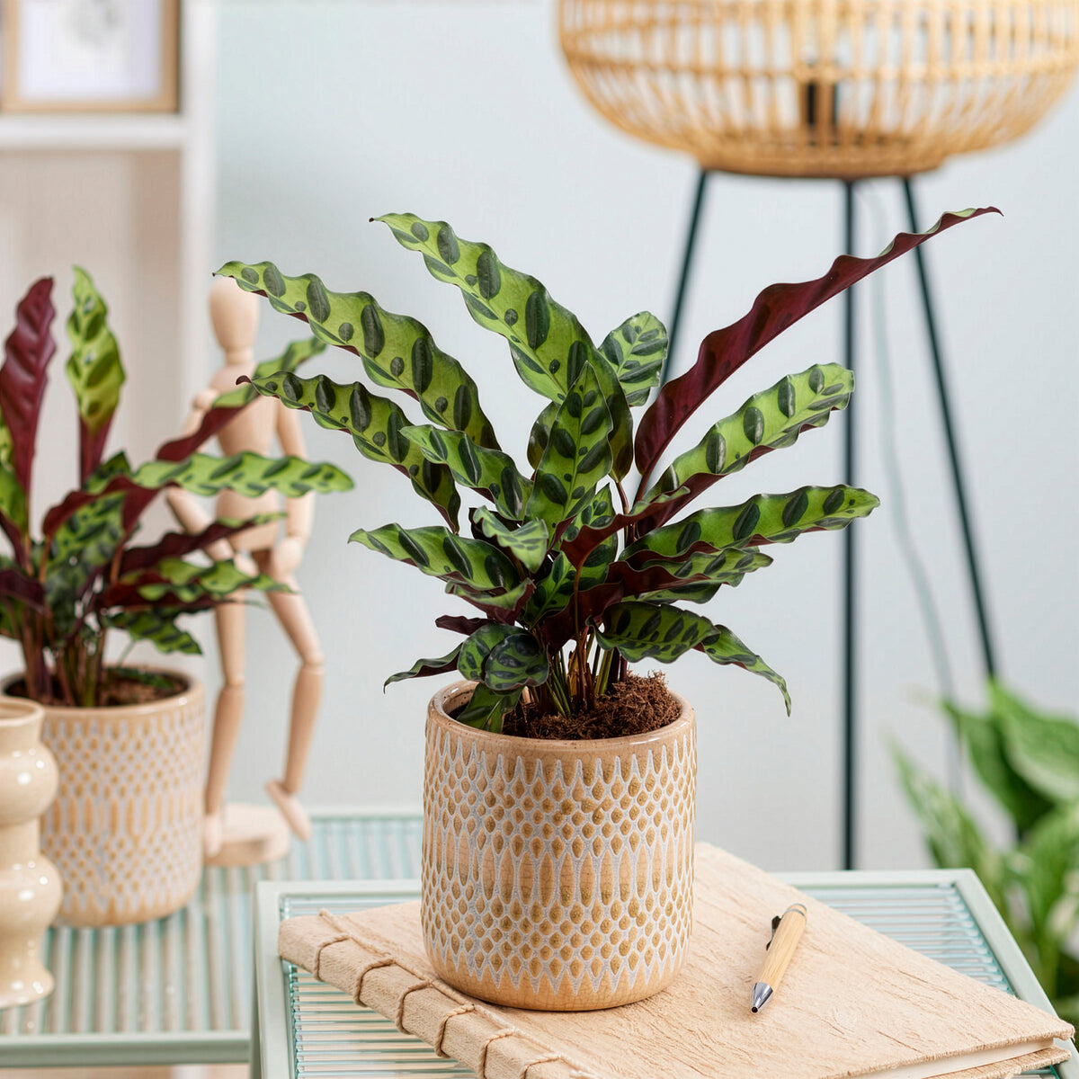 Pauwenplant 'Insigne' - Bakker