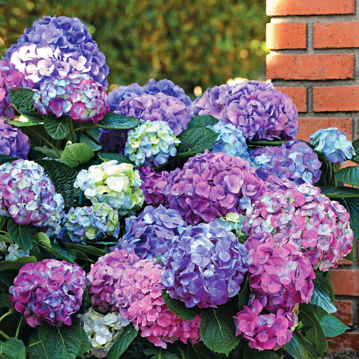 Hortensia macrophylla - Verzameling hortensia's voor perken en hagen (x3) - Hydrangea macrophylla