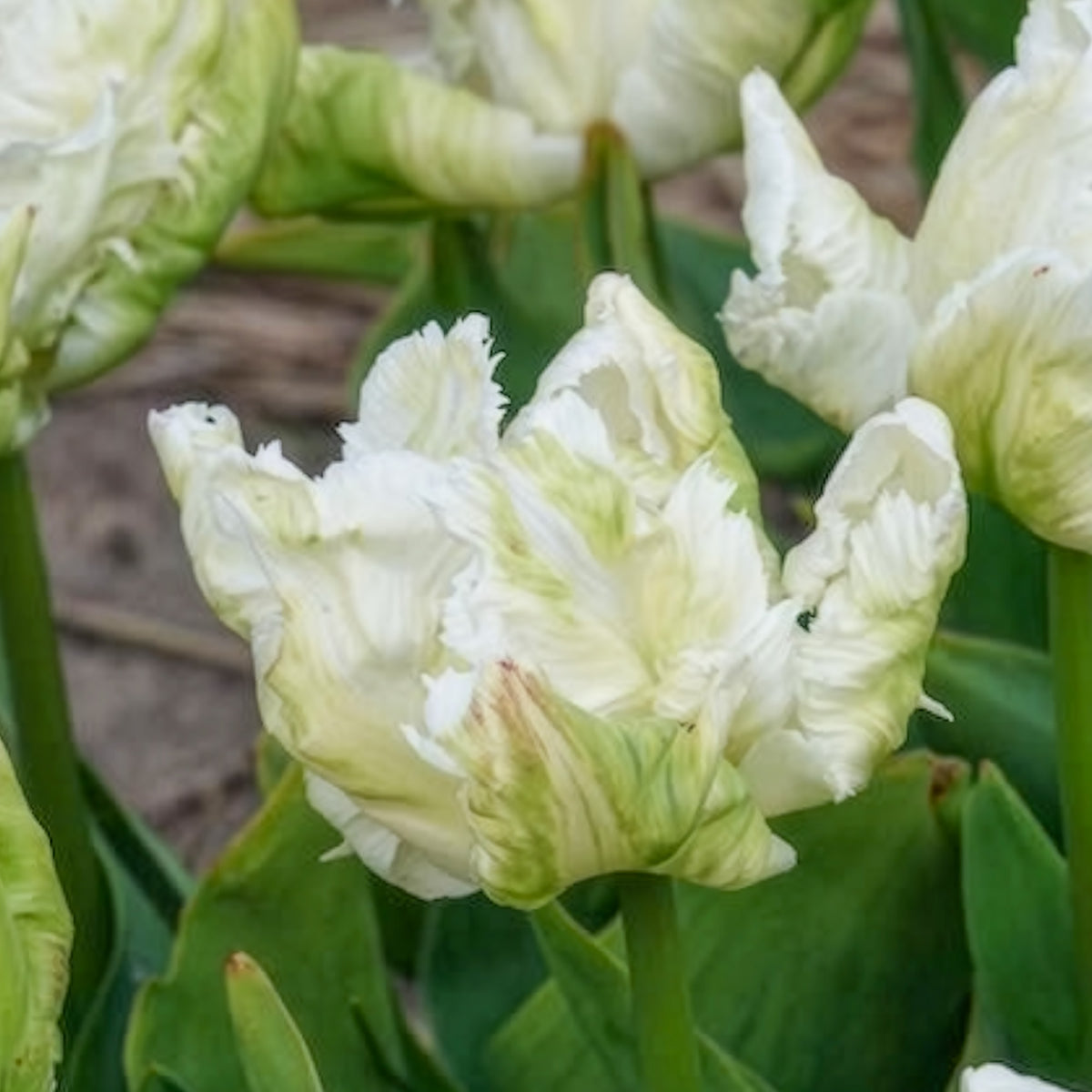 Tulipa 'white parrot' - Papegaaitulpen White Parrot (x7) - Tulpen