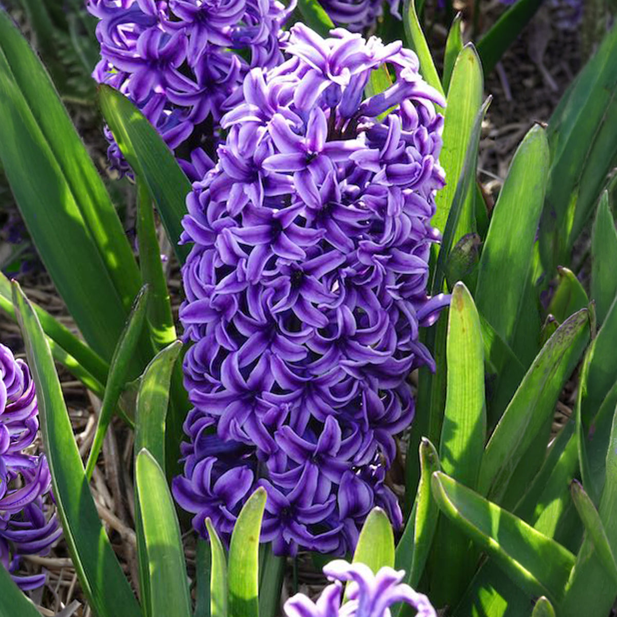 Hyacint - Hyacint Blue Jacket - Hyacinthus orientalis Blue Jacket