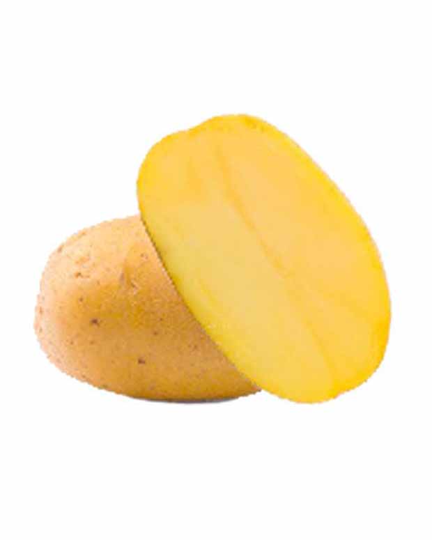 Aardappel 'Goldmarie' - BIO - Solanum tuberosum goldmarie - Groente